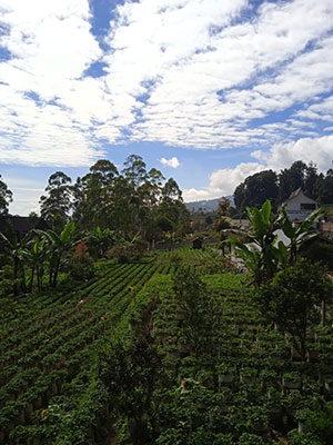 Kebun Strawberry